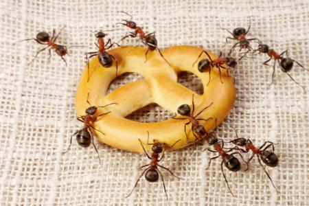 5 Reasons Ants Keep Coming Back To Your Home