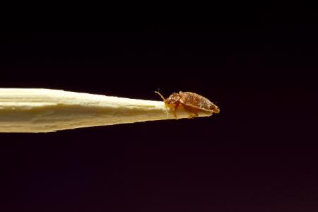 An In-depth Look At Bed Bug Species & Other Similar Insects