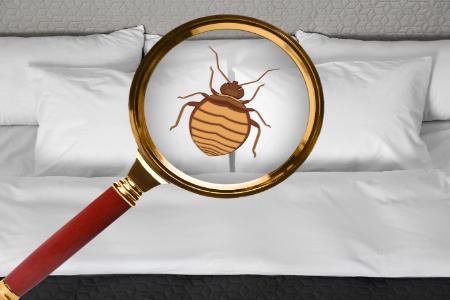 Bed Bugs: Myths and Facts