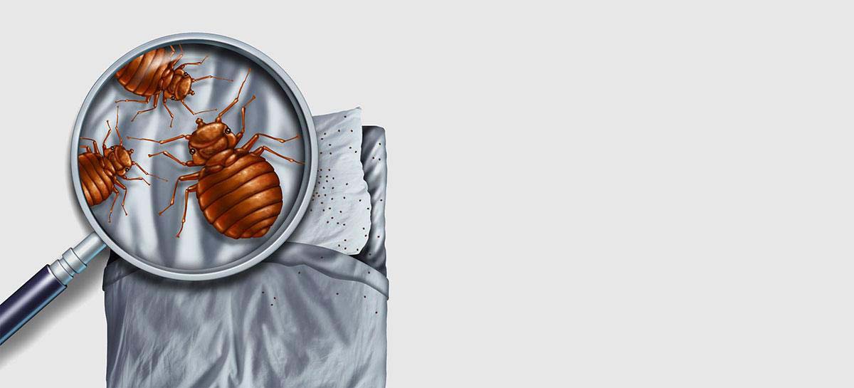 Bed Bug Information