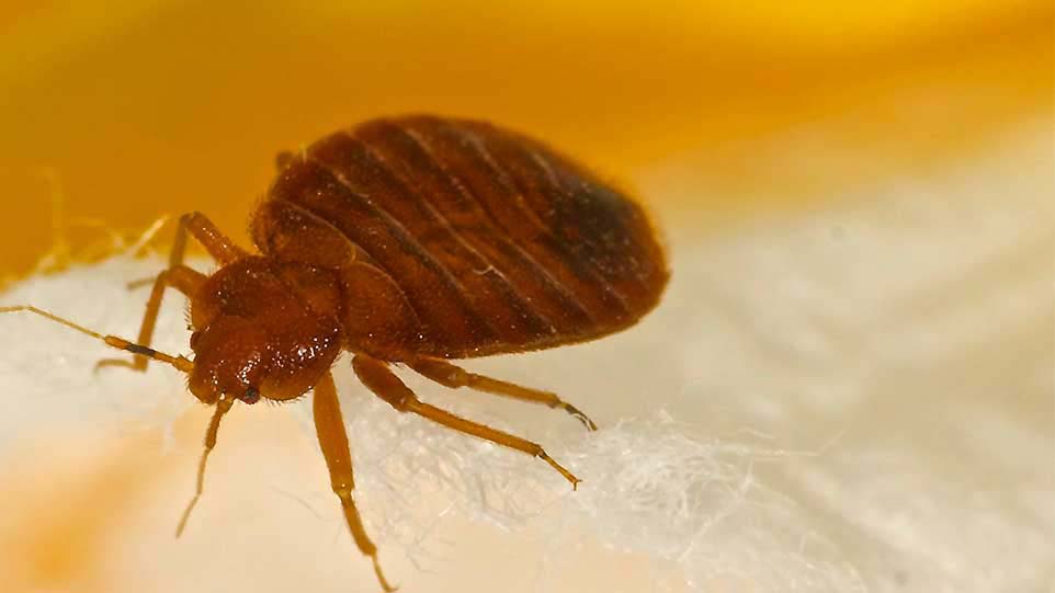 Bed Bug Heat Treatment