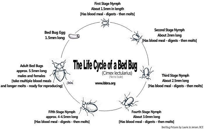 Bed bug life cycle