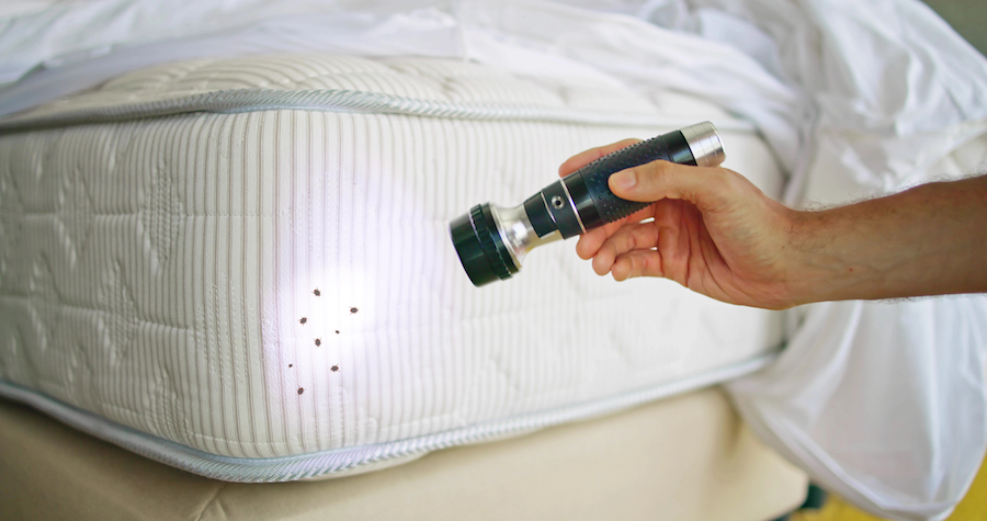 Bedbugs