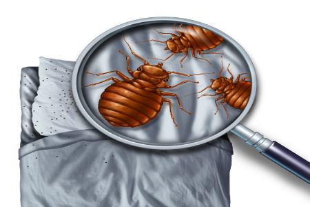 Bed Bug FAQs