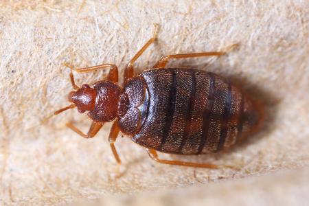 Why Getting Rid of Bed Bugs in Toronto Isn't a DIY Project