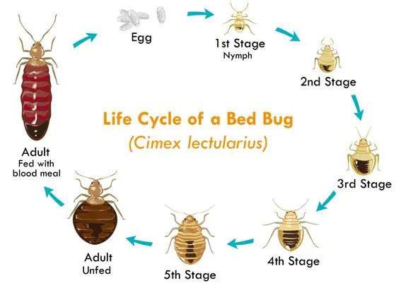 Bed Bug Removal