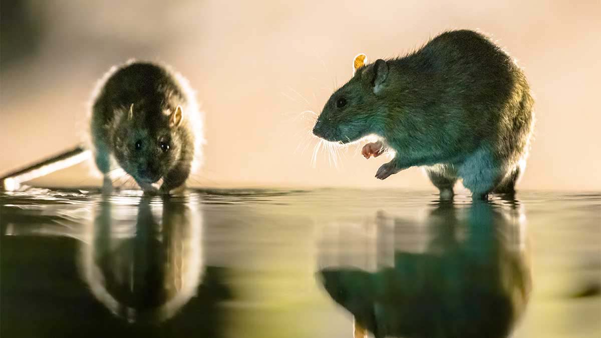 Mice and Rat Control