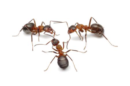 Ant Control