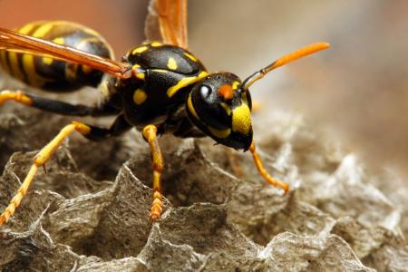 Wasp Control